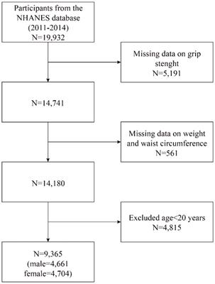 The association between weight-adjusted-waist index and muscle strength in adults: a population-based study